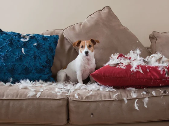 Simple Ways to Stop Your Dog from Scratching Your Furniture