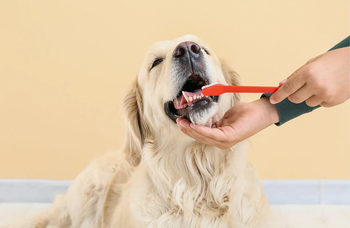 Why Pet Dental Health Is the Next Big Thing in 2026 (And How Smart Owners Are Tackling It)