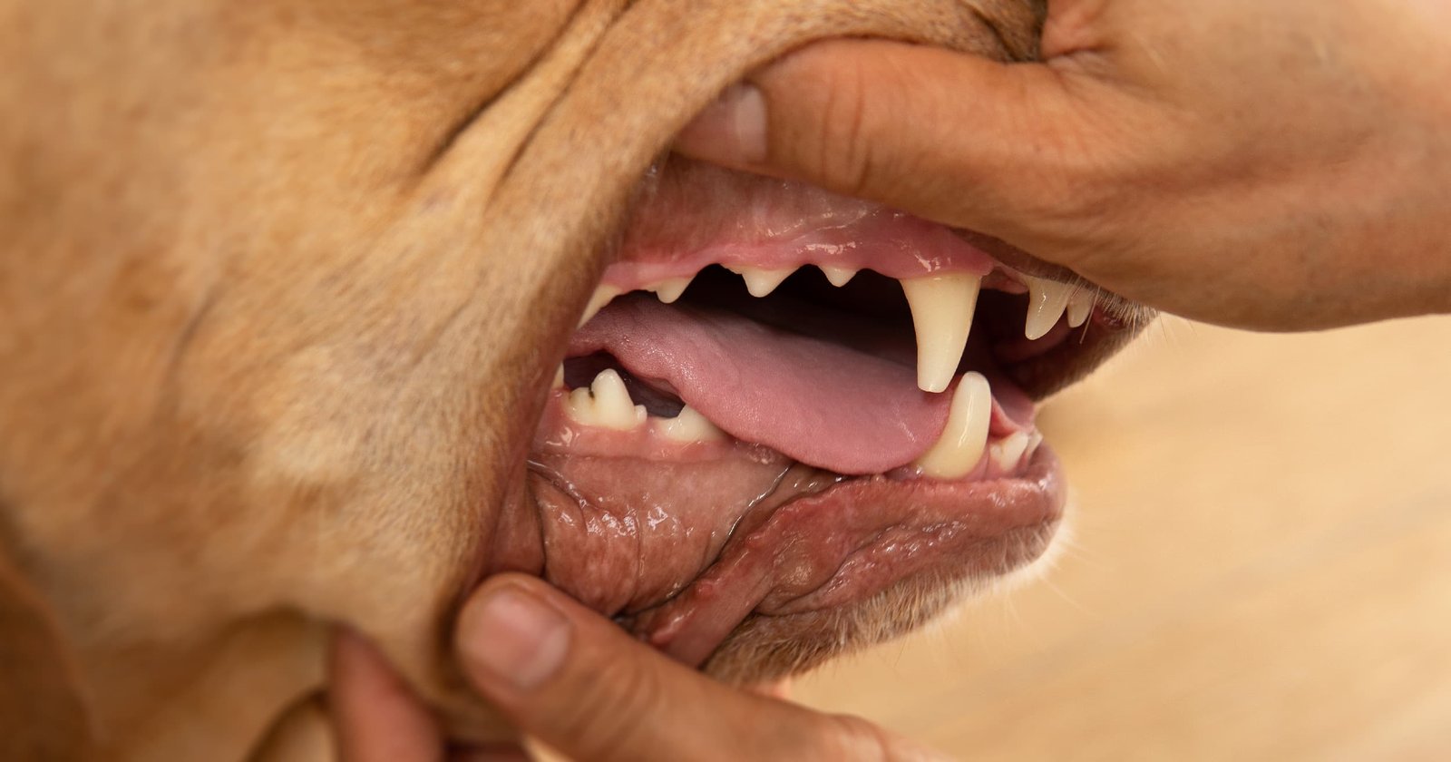 Why Does My Dog Have Bad Breath? Causes & Treatment guide