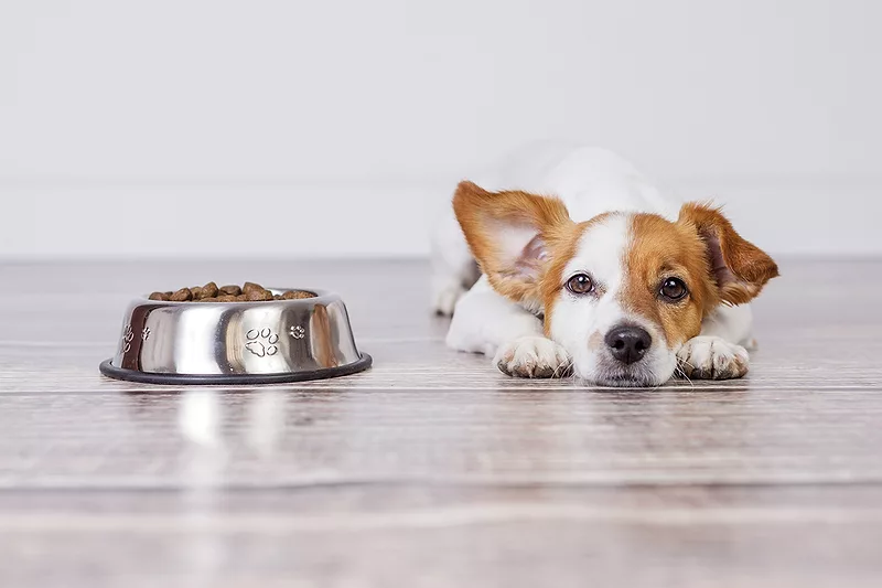 Dog Not Eating But Acting Normal: Causes, Vet Insights & When to Worry